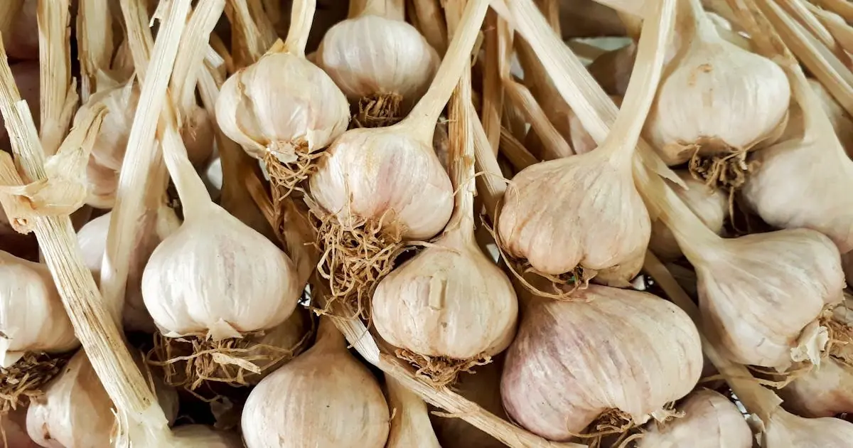 Bioactive Compounds in Garlic: Allicin, Sulfur Compounds, and What Makes Garlic So Powerful