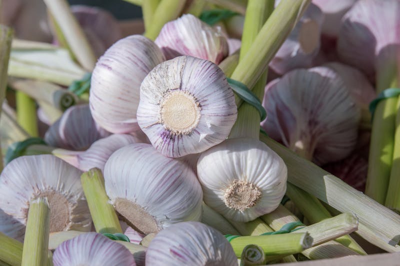 fresh garlic bulbs illustrating garlic nutrition