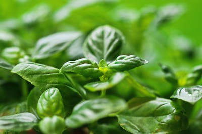 fresh basil 