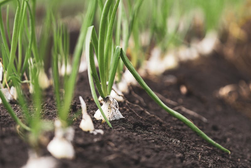 garlic with green chives growing in the soil