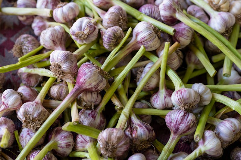 small, young garlic bulbs with a green stem