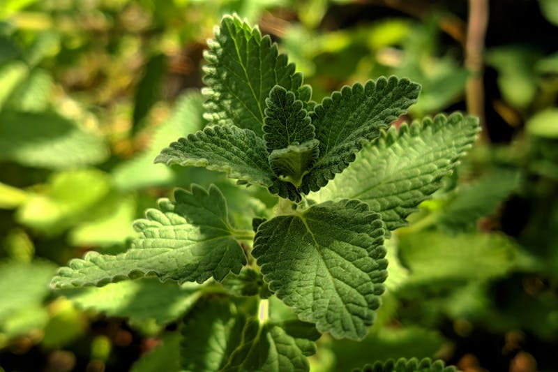 a sprig of melissa officinalis in the garden