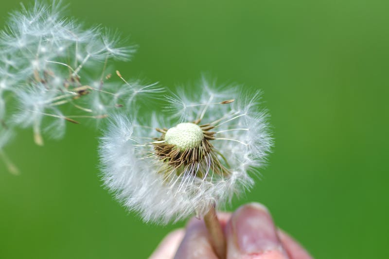 dandelion clock in the wind, spreading allergens