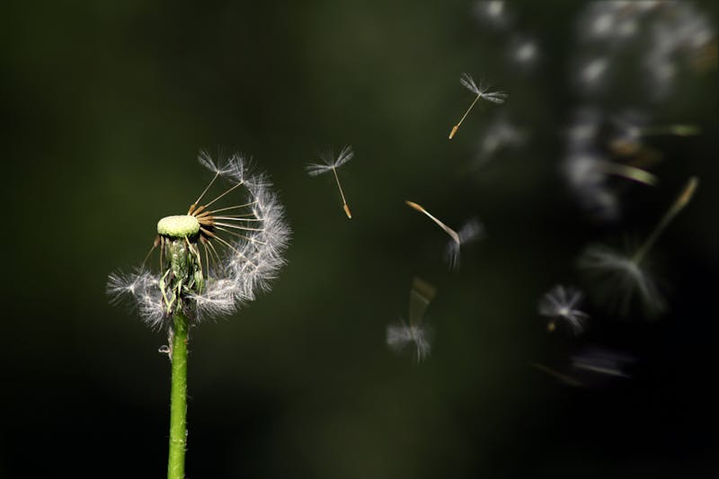 dandelion seed head -popular allergen