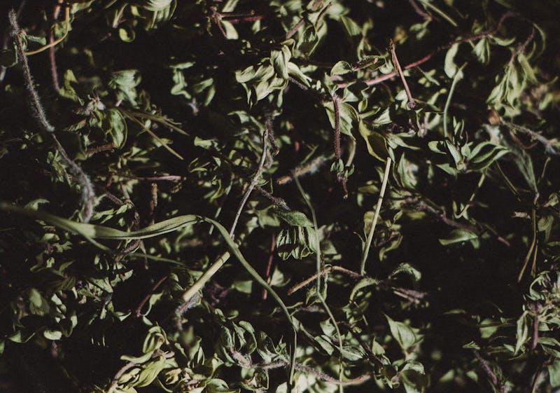 proper dried lemon balm with whole leaves and stems