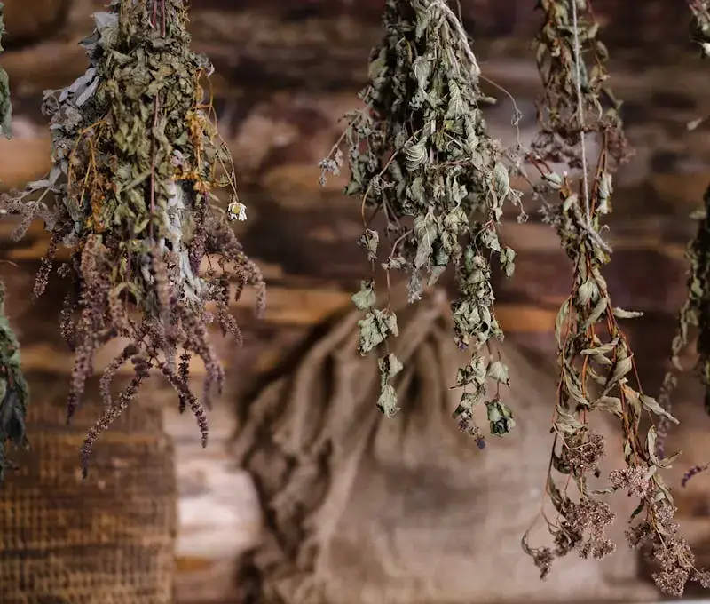 proper drying lemon balm (melissa officinalis)
