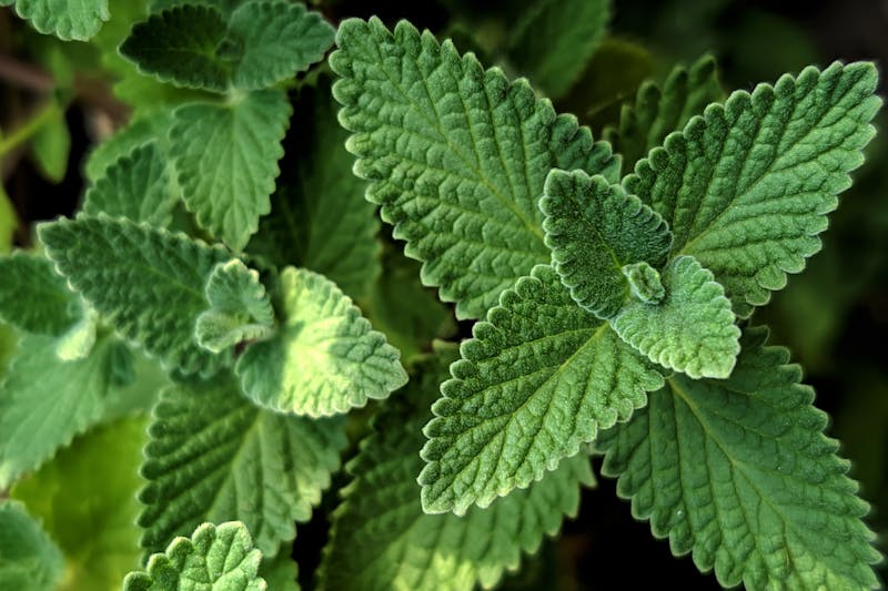 two sprigs of lemon balm ( melissa officinalis)