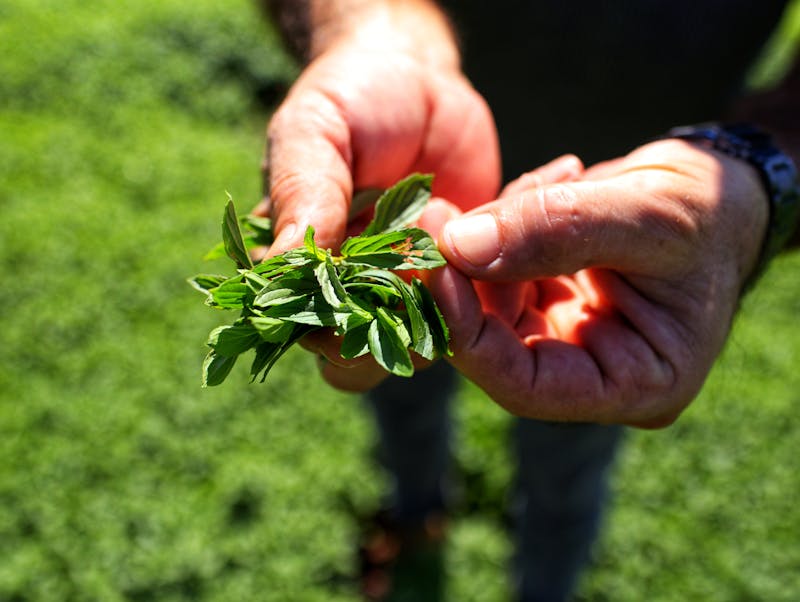 Fresh lemon balm leaves used for weak herbal tea prepared for toddlers