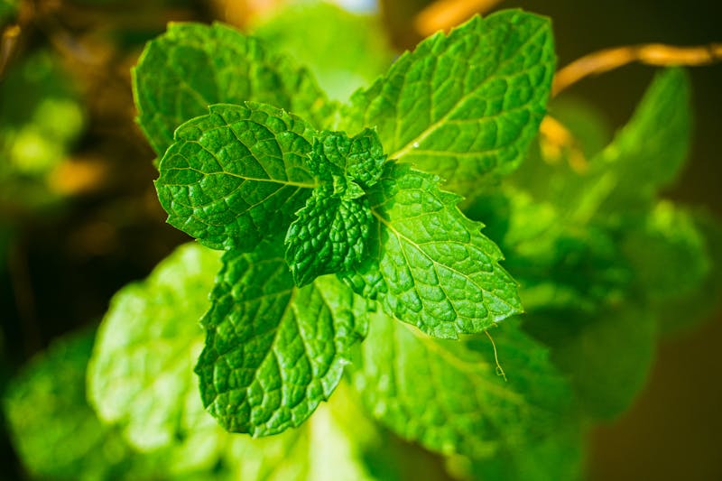 intensely green lemon balm leaves on a sunny day, ready to harvest