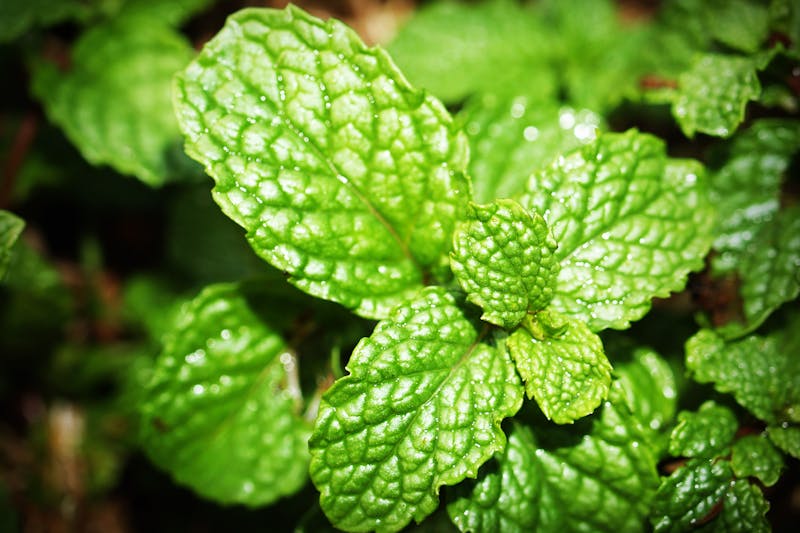 Fresh vs dried lemon balm comparison showing aromatic fresh Melissa officinalis leaves