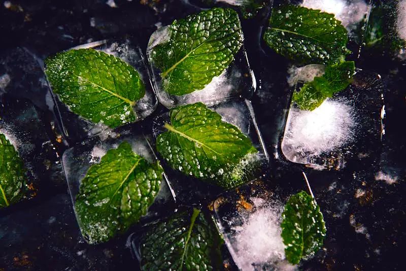 frozen lemon balm in ice cubes