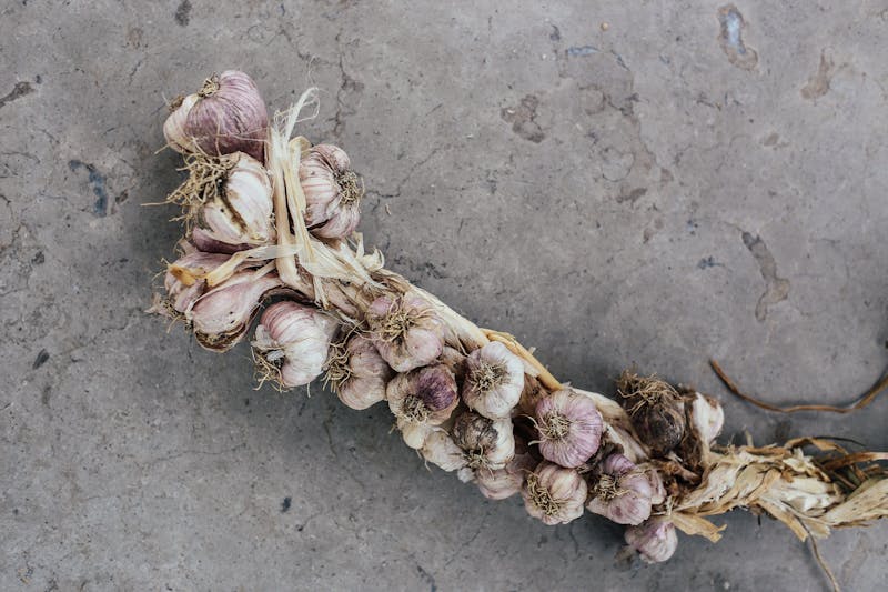 garlic antifungal properties fresh, braided garlic bulbs