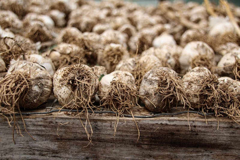 garlic for toenail fungus whole garlic bulbs close up with roots