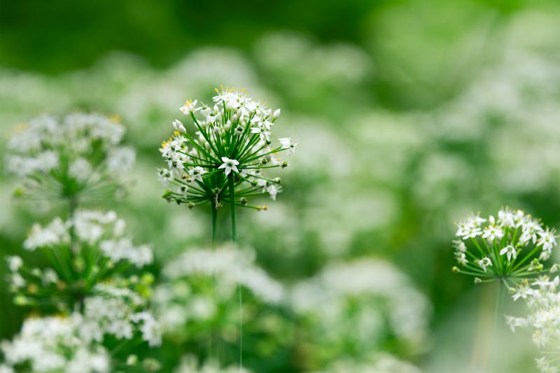 outdoor garlic chives with white flowers