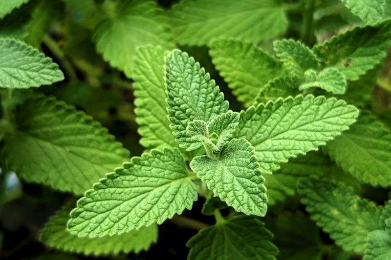 a sprig of fresh melissa officinalis in the garden