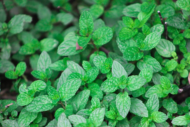Organic lemon balm plant with healthy aromatic leaves
