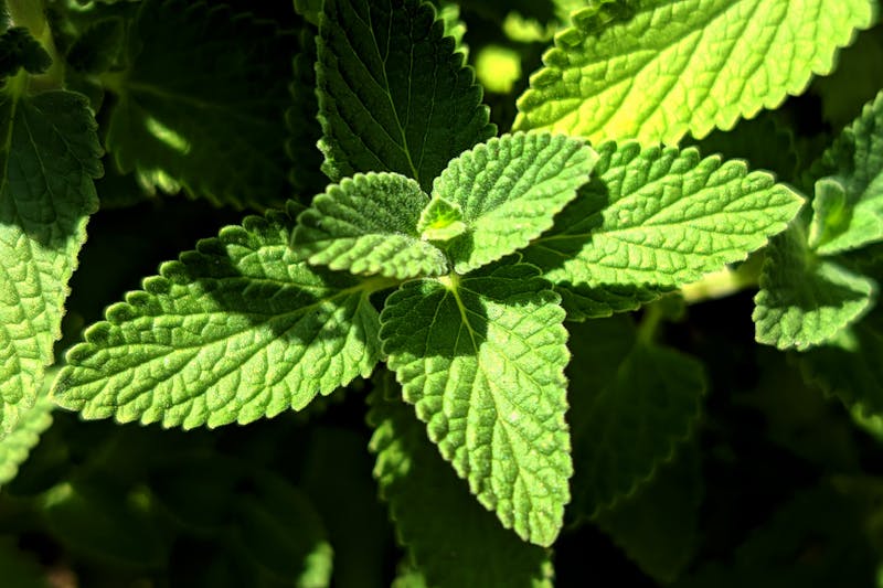 a sprig of fresh lemon balm in the garden