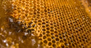 Read more about the article Fermented Garlic and Honey: Benefits, Step-by-Step Recipe, and Critical Safety Guide