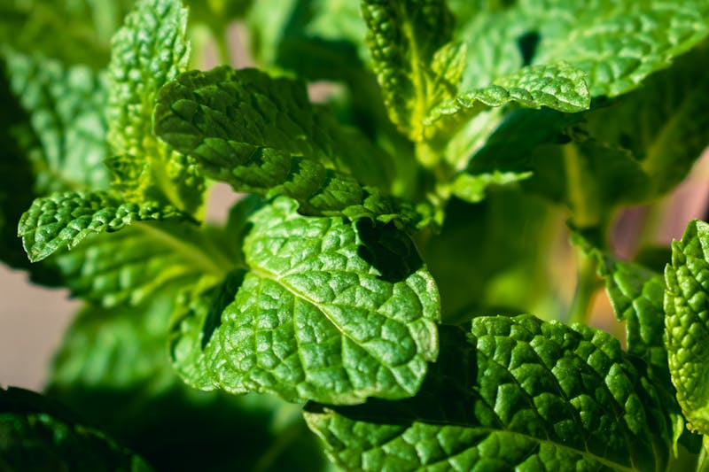 fresh juicy lemon balm close up