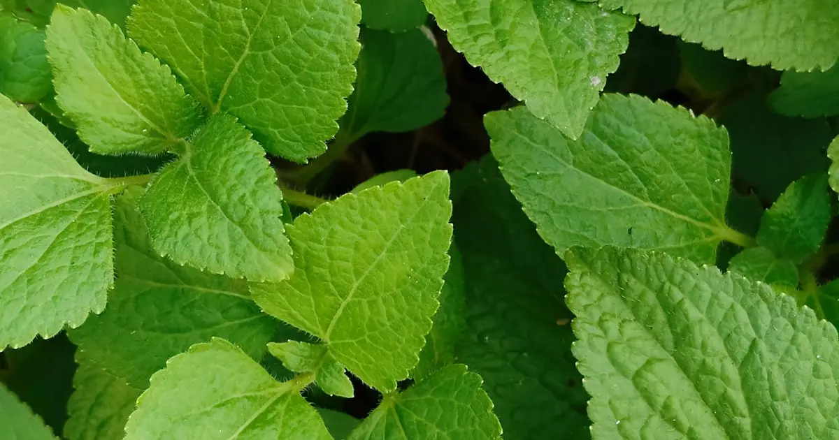Lemon Balm (Melissa officinalis): Health Benefits, Uses, and Bioactive Compounds