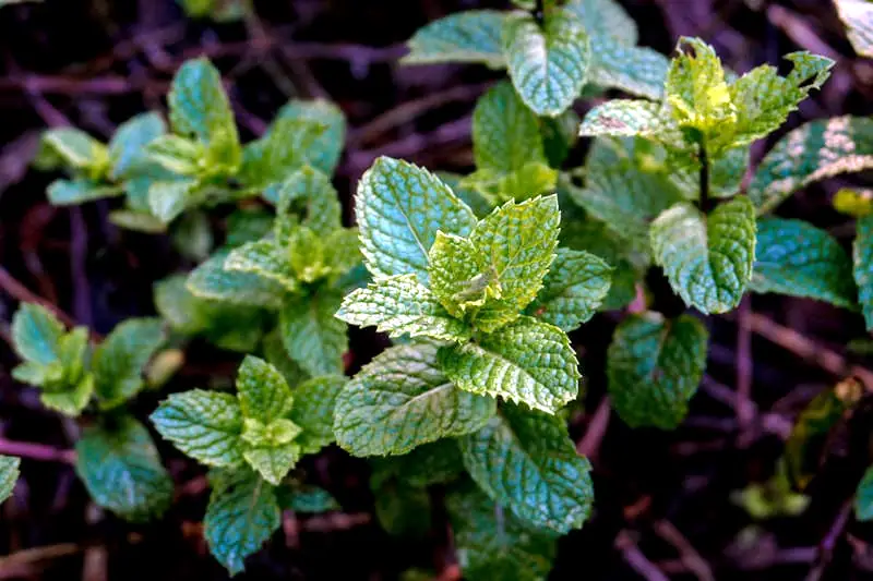 fresh lemon balm sprigs ready for harvesting