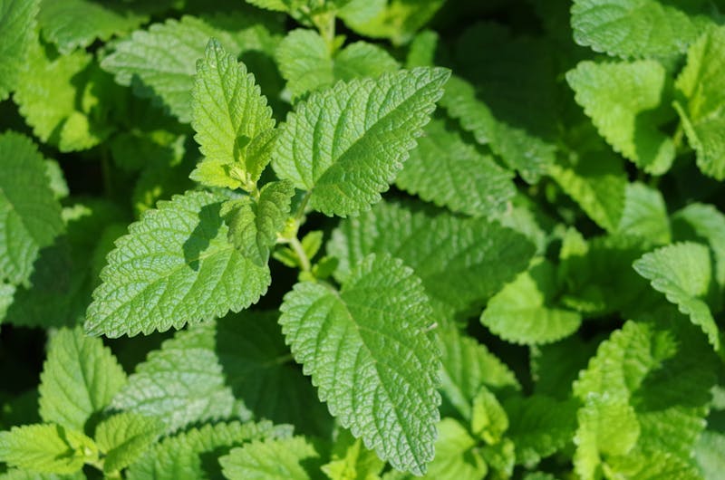 lemon balm growing in the garden