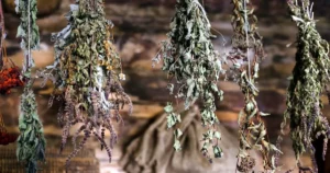 Read more about the article How to Dry Lemon Balm Properly Without Losing Aroma and Essential Oils