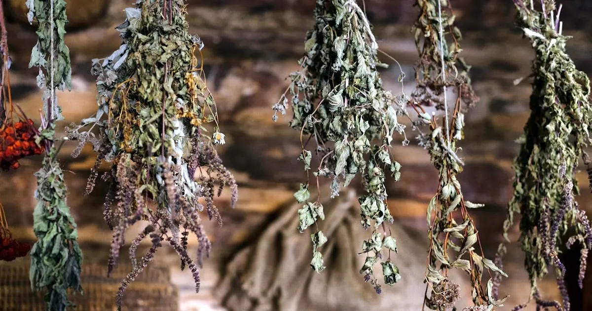 How to Dry Lemon Balm Properly Without Losing Aroma and Essential Oils