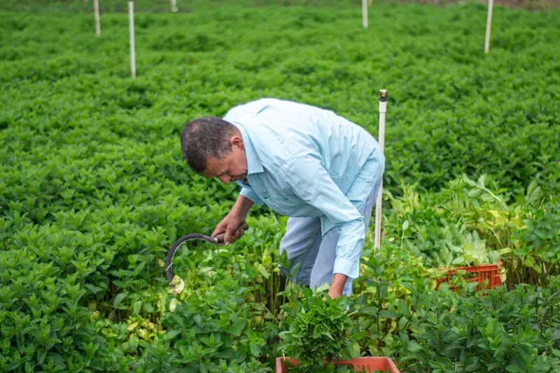 a man harvests lemon balm