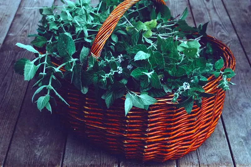 lemon balm and peppermint after harvest in a wicker basket with flowers