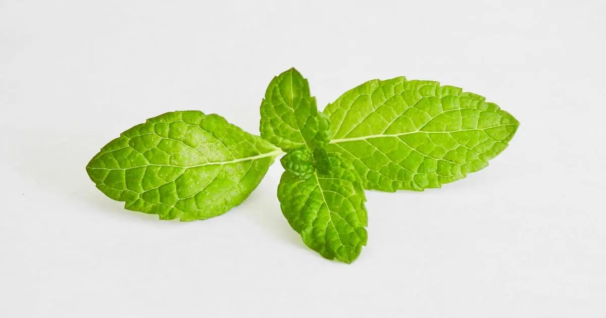 Fresh vs Dried Lemon Balm: Differences in Aroma, Benefits, and Uses