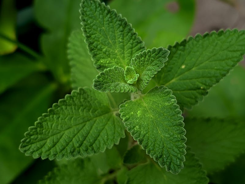 fresh lemon balm bush close up