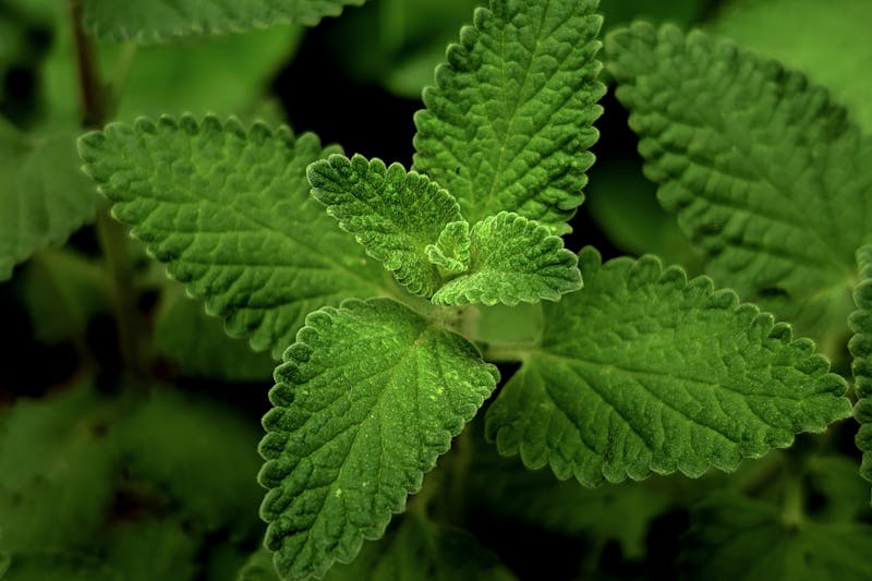 Green lemon balm leaves growing in a herb garden
