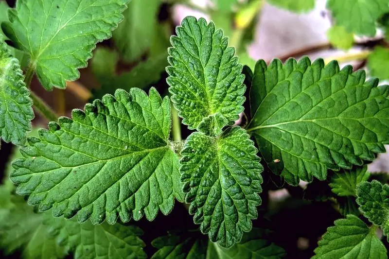 fresh lemon balm leaves close up before harvest