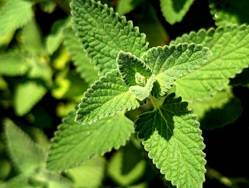 fresh-lemon-balm-leaves-close-up