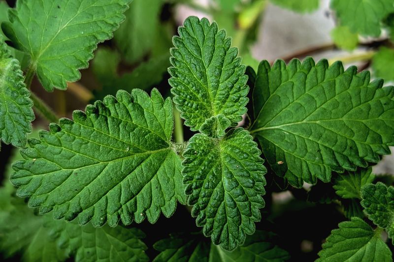 growing melissa officinalis close up