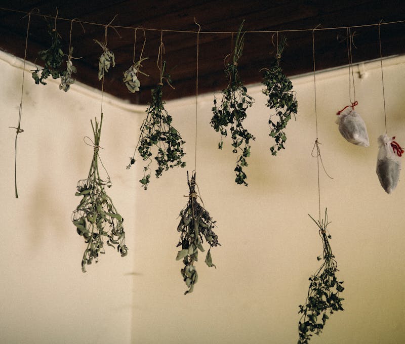 hanging with lemon balm in bunches drying indoors