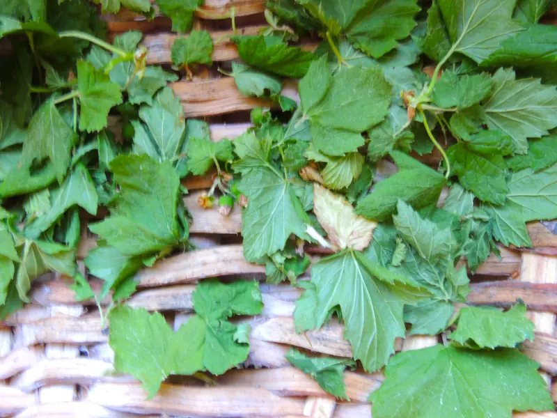 lemon balm and blackcurrant leaves are drying