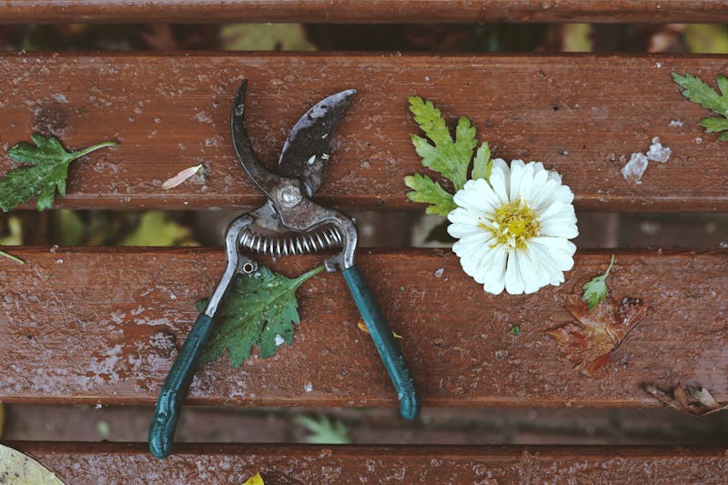 a small pruner on the bench, before harvesting lemon balm