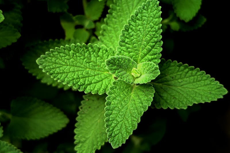 fresh melissa officinalis leaves with antiviral properties