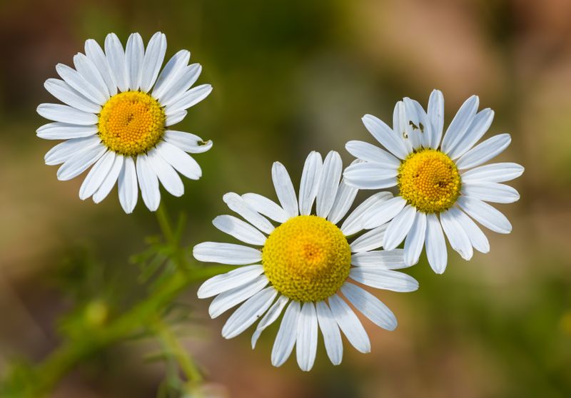 chamomile fresh flowers close up