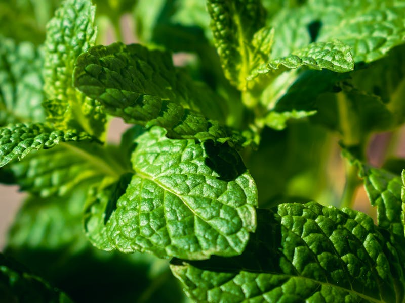 fresh, green lemon balm leaves close up