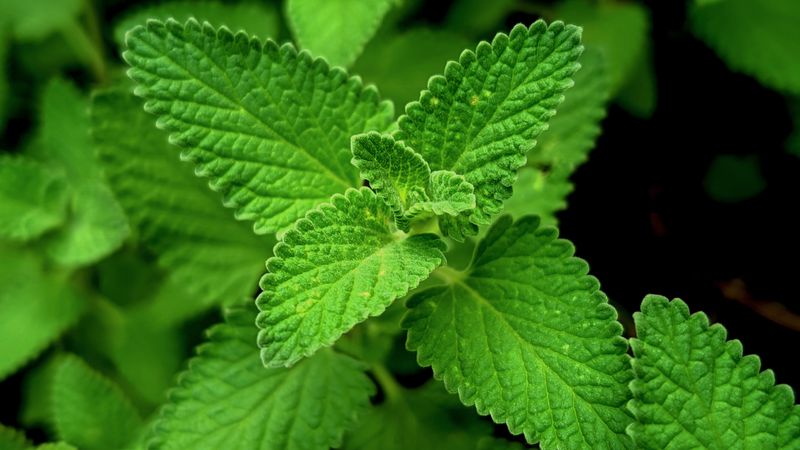 growing lemon balm close up