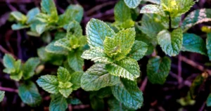 Read more about the article Lemon Balm Side Effects: Who Should Avoid It and What to Know Before Using It