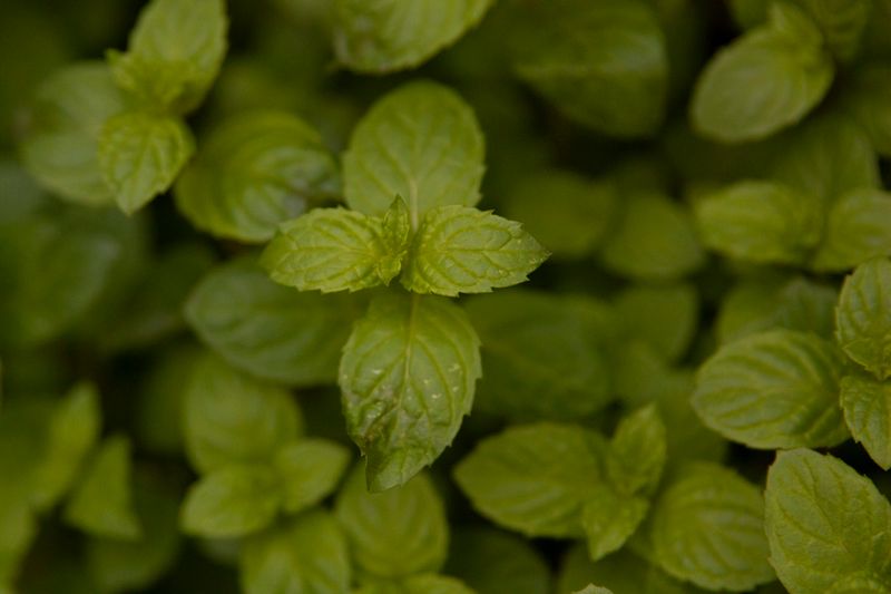 growing melissa officinalis in the garden ready to harvest