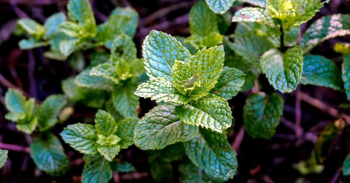 Lemon Balm Side Effects: Who Should Avoid It and What to Know Before Using It