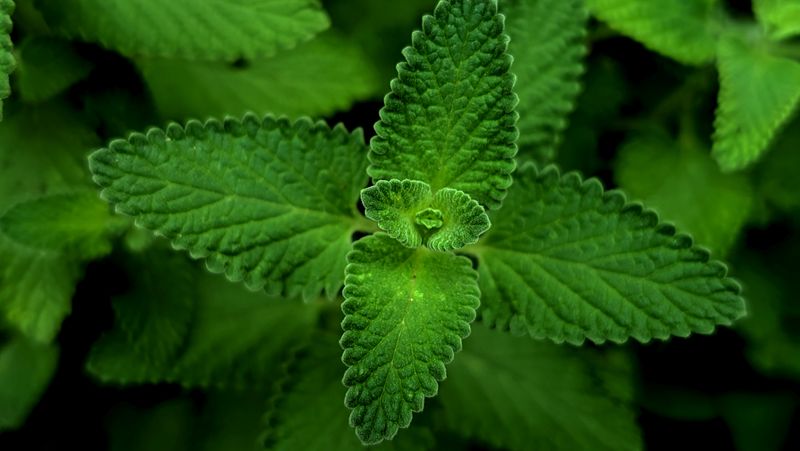 lemon balm leaves and stems close up