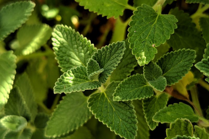 green lemon balm is growing
