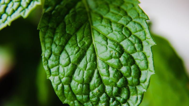 lemon balm one fresh leaf close up