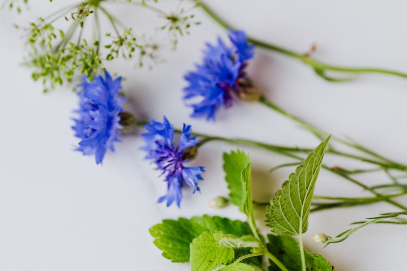 lemon balm with blues flowers